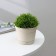 Pot for flowers with a mincate pallet, 700 ml, d = 12 cm, h = 9.4 cm, the color is lightweight
