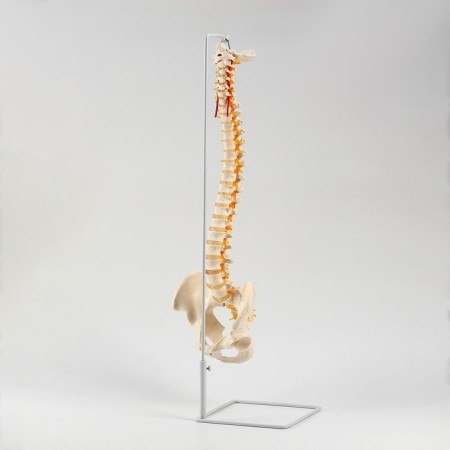 Ladmer's model "Human spine" 74cm-2