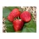 Strawberry Garden Sibilla, P9 Pot, Summer 2024