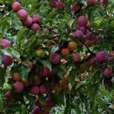 Plum seedlings vaccinated Vesta, pot 9*9*14, summer 2024