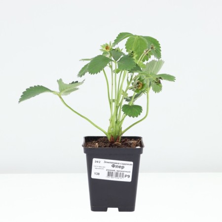 Strawberry Garden Fleur, P9 Pot, 1 pc, summer 2024-2