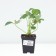 Strawberry Garden Fleur, P9 Pot, 1 pc, summer 2024
