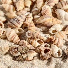 Set of shells 100 g