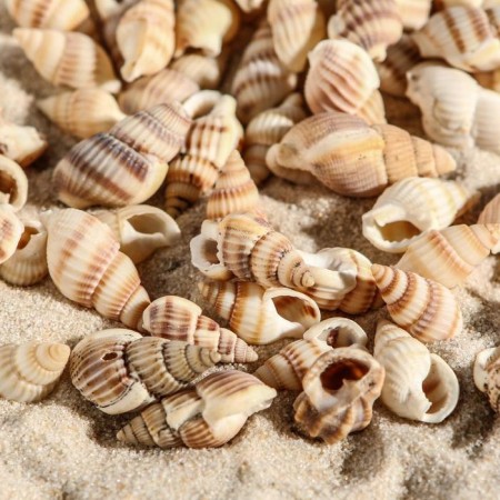 Set of shells 100 g