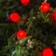 Garland “thread” 4.5 m with nozzles “balls”, IP44, dark thread, 30 LED, red glow, 2 modes, solar battery