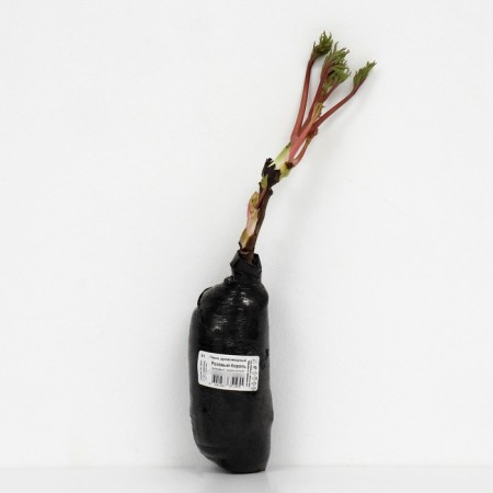 Pion tree pion (vaccinated on grassy) "pink king", 1 pc, tube, spring 2025-2