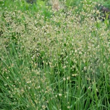 Shaking is medium, s3 pot, n10-50 height, 1 pc, summer 2024