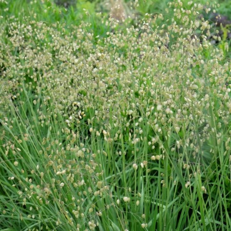 Shaking is medium, s3 pot, n10-50 height, 1 pc, summer 2024