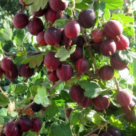 Seedling gooseberry commander, pot p9, summer 2024