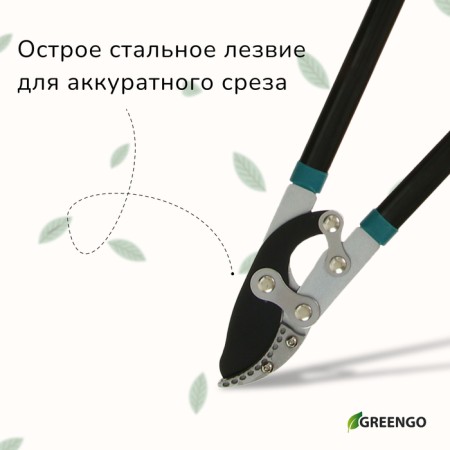 Badkorez, professional, 31 "(79 cm), mix, Greengo-3