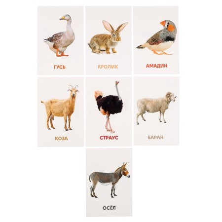 Developing cards "Pets"-6
