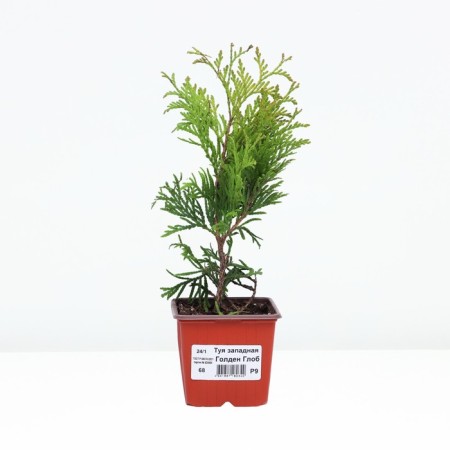Thuja western Golden Globe, P9, 1pc, h 3-20 cm, spring 2024-1