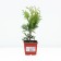 Thuja western Golden Globe, P9, 1pc, h 3-20 cm, spring 2024