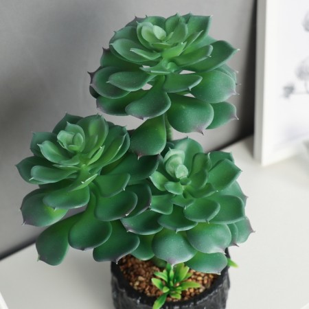 Bonsai in the pot "Eonium Galant" 26x10 cm, green-1