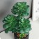 Bonsai in the pot "Eonium Galant" 26x10 cm, green