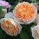 Seedling rose English park "Batr and tub", tube, 1 pc, spring 2025