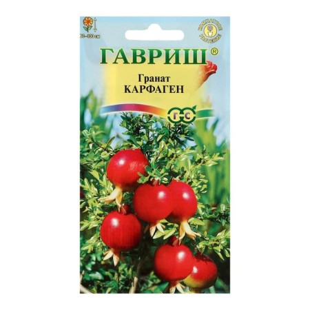 Seeds of indoor flower grenades "Carthage", 5 pcs.-2