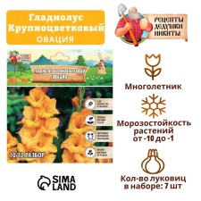 Гладиолус Крупноцветковый "Ovatie", р-р 8/10, 7 шт ,