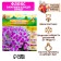 Flox "Bambini Candy Krash" rr I, 2 pcs,