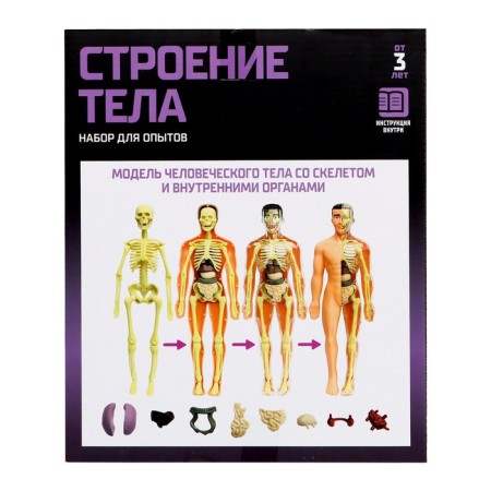 Set for experiments "body structure", human anatomy-10