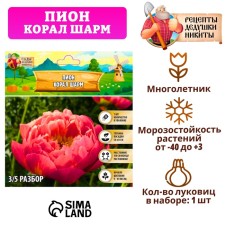 Pion 