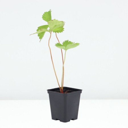 Strawberries Garden Gargouette, P9 Pot, 1 pc, summer 2024-1