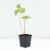 Strawberries Garden Gargouette, P9 Pot, 1 pc, summer 2024