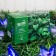 Garland “thread” 4.5 m with nozzles “butterflies”, IP44, dark thread, 30 LED, glow blue/green, 2 modes, solar battery