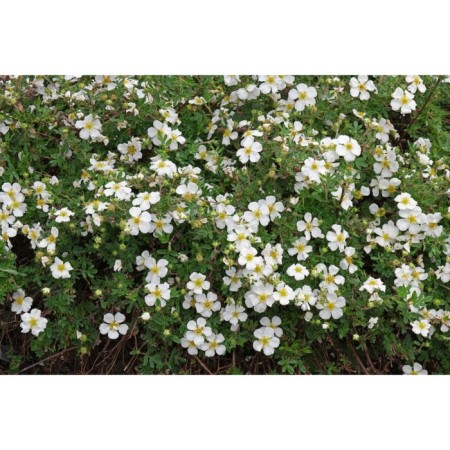Seedling Kuril tea (cinquefoil) Abbotswood, pot P9, summer 2024