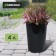 Pot for seedlings, for roses, 4 l, d = 18 cm, h = 21.5 cm, black, Greengo