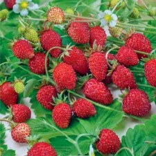 Strawberry Garden Baron Solemacher, P9 Pot, Summer 2024