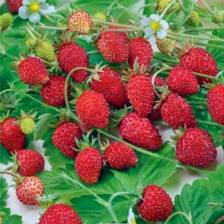 Strawberry Garden Baron Solemacher, P9 Pot, Summer 2024