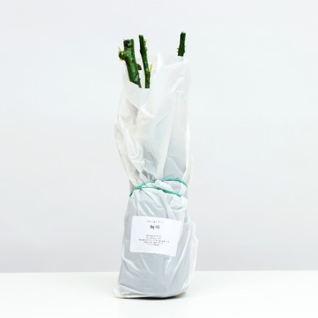 Seedling rosa wow, 1 pc, spring 2024-3