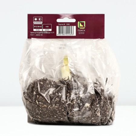 Iris Bearded Bianca, Rr. I, 1 pc, spring 2025-2