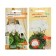 Seeds of indoor flowers Cyclamen "Apollo", 3 pcs.
