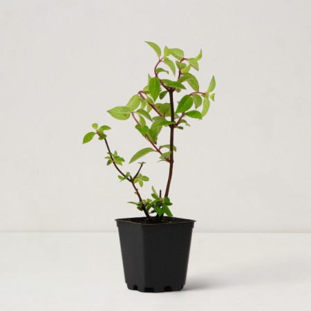Sahenian Hortension "Pan. Framboisine = Samarskya Lydia", P9 pot, Summer 2024-1