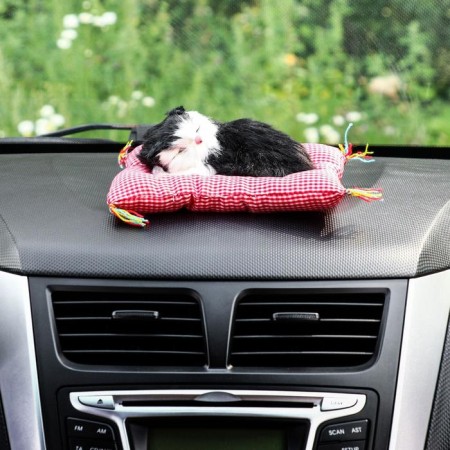 Toy on a car panel, a cat on a pillow, black and white color-2