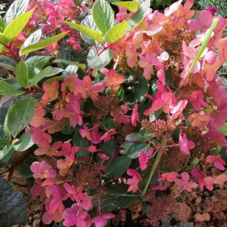 Daruma hydrangea seedling, P9 pot, summer 2024