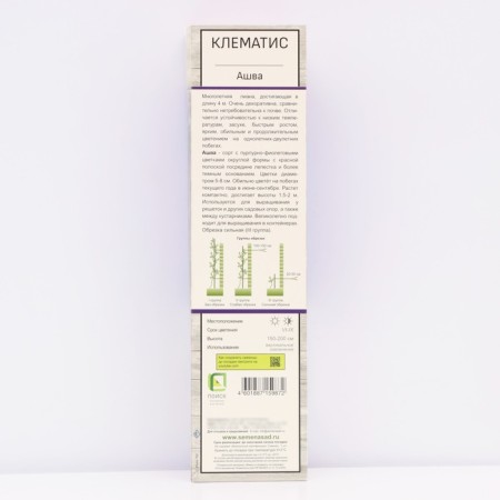 Clematis large -flowered "Ashva", tube, 1 pc, spring 2025-1