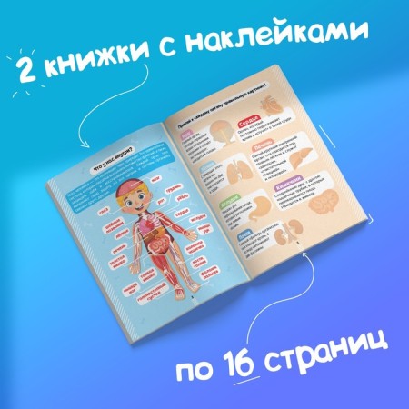 Stickers Set "Human Body", 2 pcs. 16 p.-6