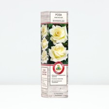 Seedling rose Plesy 