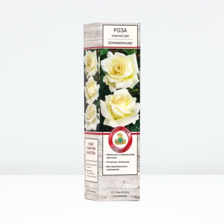 Seedling rose Plesy "Schnevalzer", tube, 1 pc, spring 2025