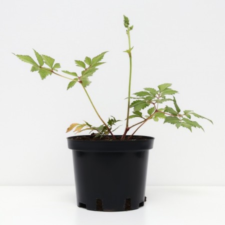 Astilba Chinese Vizhn International, C1.5 pot, H10-50 height, 1 pc, summer 2024-1