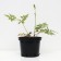 Astilba Chinese Vizhn International, C1.5 pot, H10-50 height, 1 pc, summer 2024