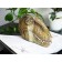 Tyrannosaurus Rex. Interactive paranorama book. Dixon D.