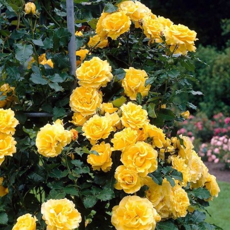 Seedling rose "casino", tube, spring 2025