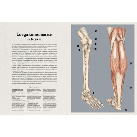 Anatomikum. Pakston D.-1