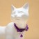 Fly collar "shower" luminous, with a bell, 30 x 1 cm, polyester, purple