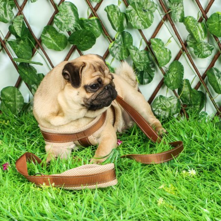The ammunition set is soft, reflective, leash 120 x 2 cm, Osh 46-69 cm, brown-10