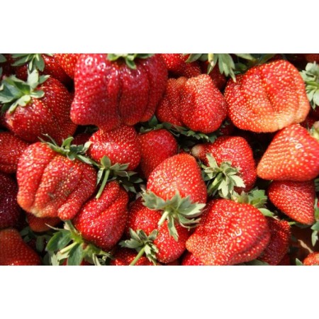 Strawberry seedlings of Frigi Marmelada (9-15 mm), p9 pot